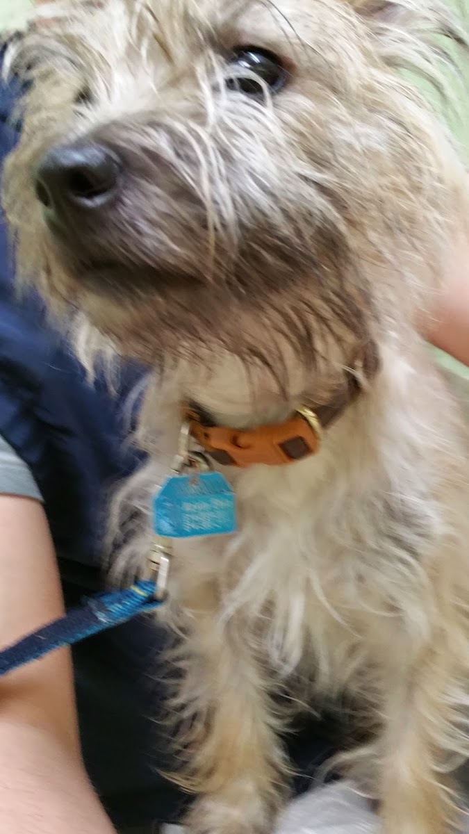 Green Meadows Veterinary Hospital
